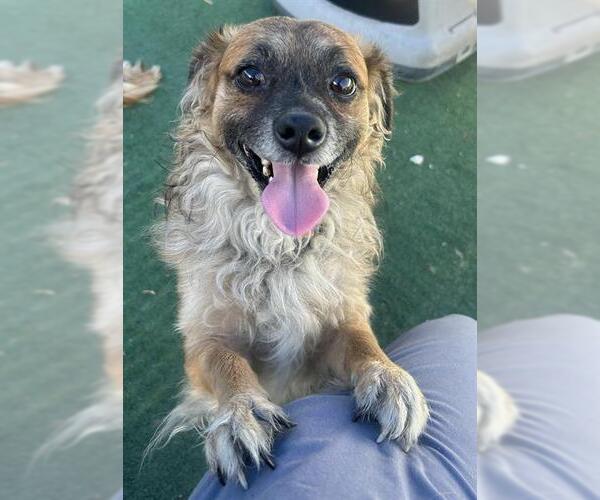 Medium Photo #1 Cocker Spaniel-Unknown Mix Puppy For Sale in Redlands, CA, USA