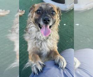 Cocker Spaniel-Unknown Mix Dogs for adoption in Redlands, CA, USA