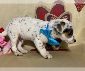 Jack Russell Terrier-Unknown Mix Puppy for sale in LANCASTER, PA, USA