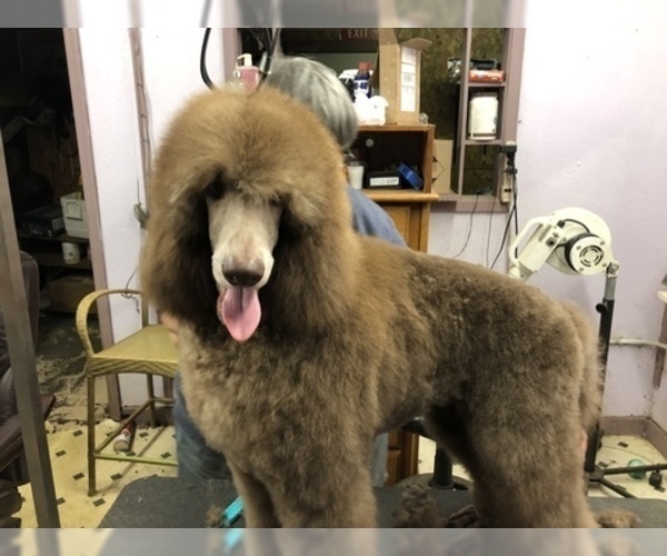 Medium Photo #10 Poodle (Standard) Puppy For Sale in LADY LAKE, FL, USA