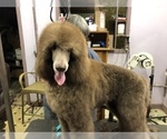 Small Photo #10 Poodle (Standard) Puppy For Sale in LADY LAKE, FL, USA