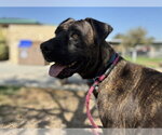 Small #1 Holland Shepherd Mix