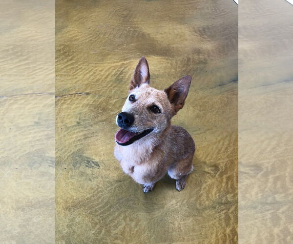 Medium Photo #1 - Mix Puppy For Sale in phoenix, AZ, USA