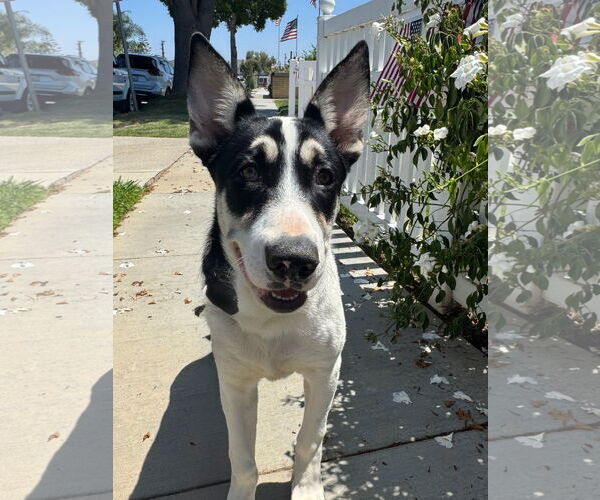 Medium Photo #3 Mutt Puppy For Sale in Newport Beach, CA, USA
