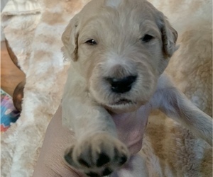 -Goldendoodle Mix Puppy for sale in WINCHESTER, KY, USA