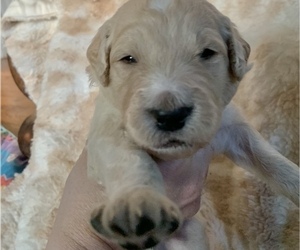 Goldendoodle-YorkiePoo Mix Puppy for sale in WINCHESTER, KY, USA