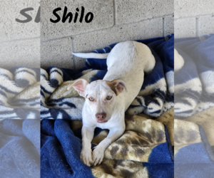 Shilo - Male Chihuahua-Unknown Mix Dog for Adoption - Photo #2