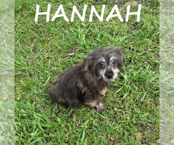 Medium Photo #3 Snorkie Puppy For Sale in HARTLAND, MN, USA