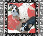 Small Photo #11 Cowboy Corgi Puppy For Sale in GALLEGOS, NM, USA