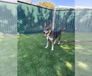 German Shepherd Dog-Unknown Mix Dogs for adoption in San Bernardino, CA, USA