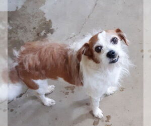 Mutt Dogs for adoption in Rootstown, OH, USA