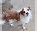 Small Mutt
