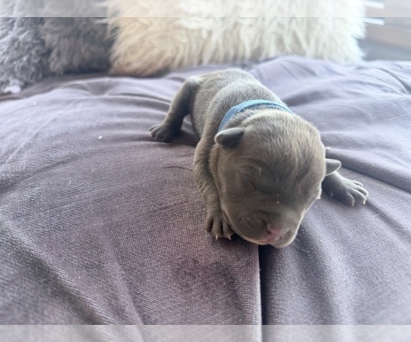 Medium Photo #8 American Pit Bull Terrier Puppy For Sale in ORANGE, NJ, USA