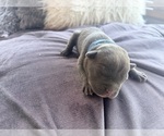 Puppy Male 3 American Pit Bull Terrier