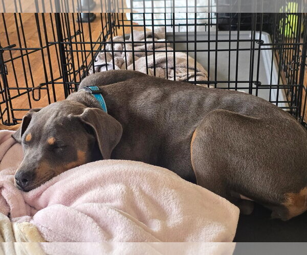 Medium Photo #2 Doberman Pinscher-Unknown Mix Puppy For Sale in Minneaoplis, MN, USA