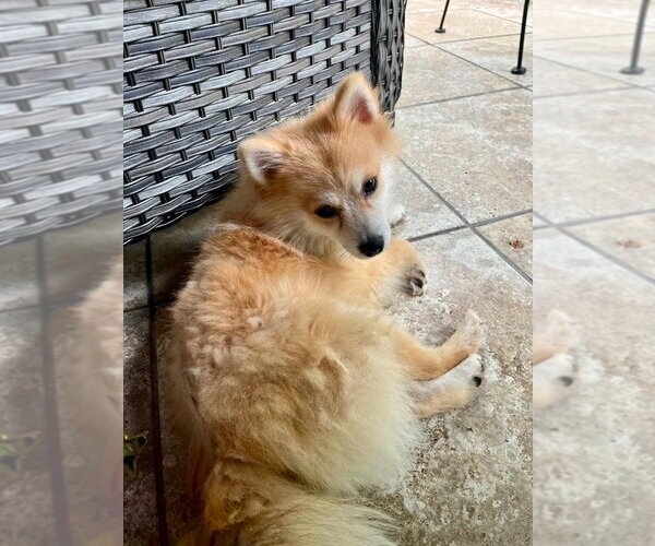 Medium Photo #3 Pomeranian-Unknown Mix Puppy For Sale in Germantown, OH, USA