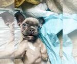 Small #5 French Bulldog