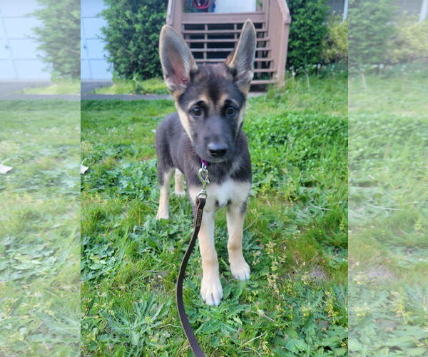 Medium Photo #2 German Shepherd Dog-Unknown Mix Puppy For Sale in Seattle, WA, USA