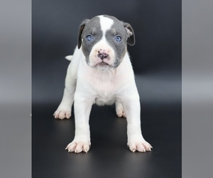 American Bully Puppy for sale in CHAMPAIGN, IL, USA