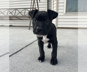 American Staffordshire Terrier-Labrador Retriever Mix Dogs for adoption in Holly Springs, NC, USA
