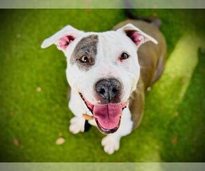 Mutt Dogs for adoption in Orlando, FL, USA