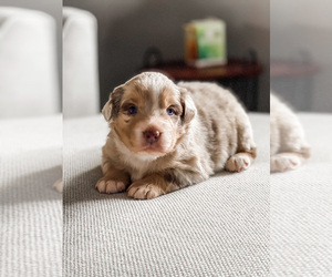 Australian Shepherd Puppy for sale in EVANSTON, WY, USA
