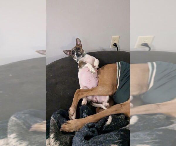 Medium Photo #2 Mutt Puppy For Sale in Candler, NC, USA