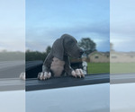 Puppy Puppy 2 Great Dane