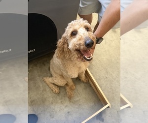 Mother of the Goldendoodle puppies born on 06/26/2026