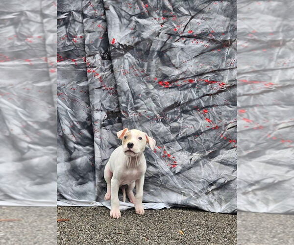 Medium Photo #4 American Pit Bull Terrier-Unknown Mix Puppy For Sale in New London, WI, USA