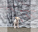 Small #3 American Pit Bull Terrier Mix