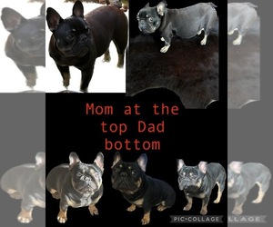 Mother of the French Bulldog puppies born on 11/26/2022