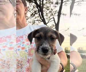 Medium Jack Russell Terrier