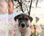 Puppy Puppy 6 Jack Russell Terrier