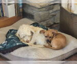 Small #3 Chiweenie