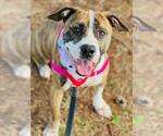 Small #2 Boxer-Plott Hound Mix