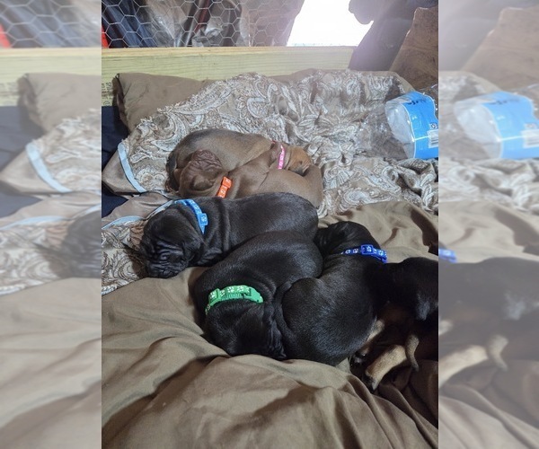 Medium Photo #8 American Pit Bull Terrier Puppy For Sale in CHARLOTTE, NC, USA