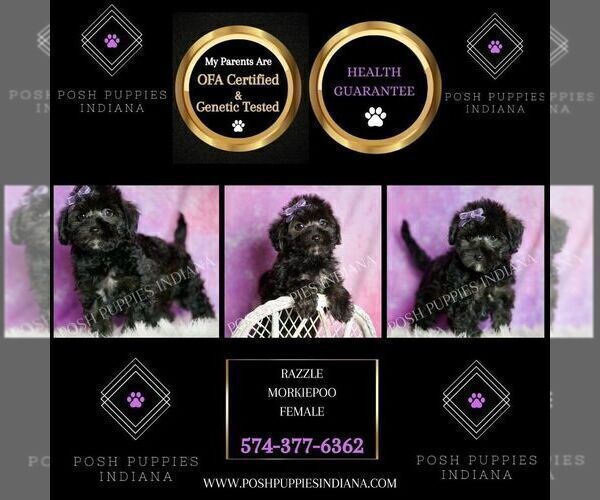 Medium Photo #7 Morkie Puppy For Sale in WARSAW, IN, USA