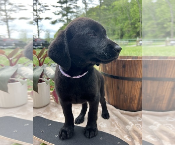Medium Photo #5 Labrador Retriever Puppy For Sale in NEOLA, WV, USA
