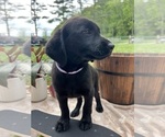 Small #4 Labrador Retriever