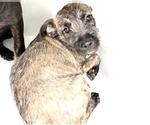 Small Staffordshire Bull Terrier Mix