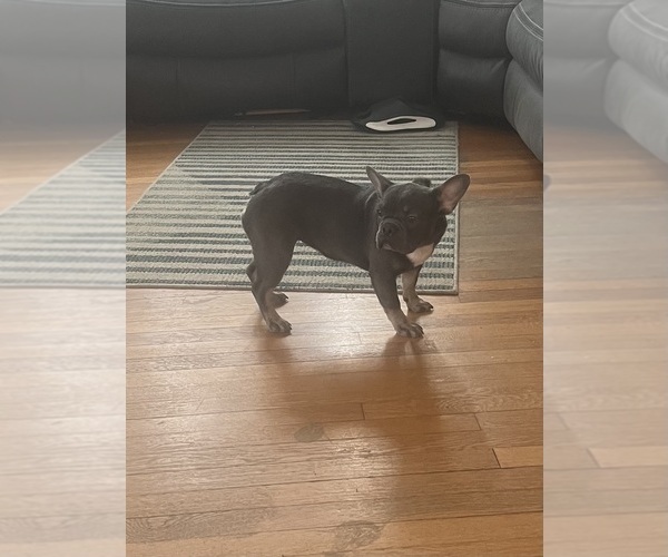 Medium Photo #5 French Bulldog Puppy For Sale in CINCINNATI, OH, USA