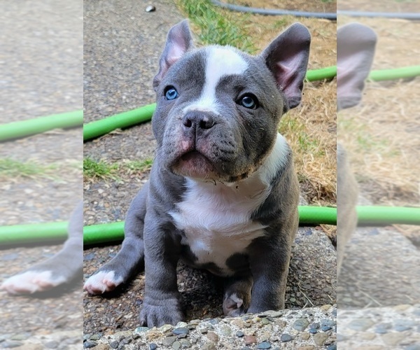 Medium Photo #14 American Bully Puppy For Sale in OLYMPIA, WA, USA