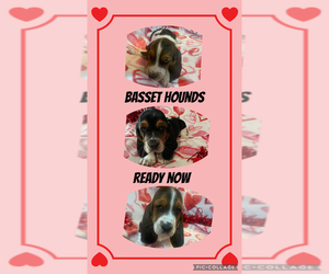 Basset Hound Litter for sale in OKMULGEE, OK, USA