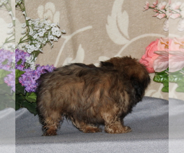 Medium Photo #2 Shih Tzu Puppy For Sale in RISING SUN, MD, USA