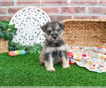 Small #11 Schnauzer (Miniature)