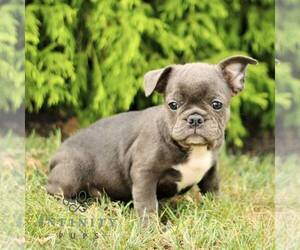 French Bulldog Puppy for sale in RONKS, PA, USA