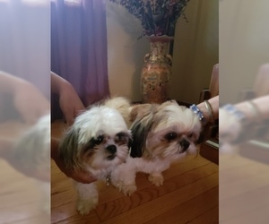 Mother of the Shih Tzu puppies born on 03/12/2019