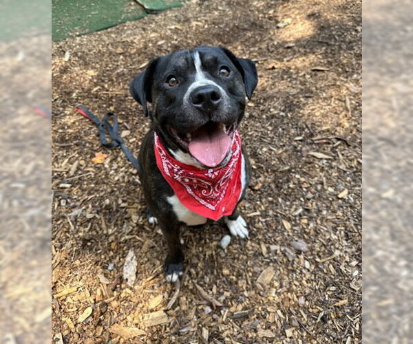 Medium Photo #2 Mutt Puppy For Sale in Clarkesville, GA, USA
