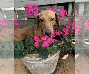 Medium Dachshund